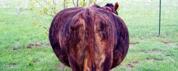 9) some animals are chronic bloaters. African Farm Resource Centre Bloat In Dairy Cattle Bloat Is Simply The Buildup Accumulation Of Gas In The Rumen This Gas Is Produced As Part Of The Normal Process Of Digestion