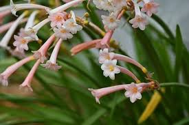 Image result for Cyrtanthus galpinii