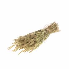 Image result for Polypogon