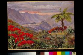 Image result for Erythrina sacleuxii