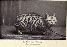 Some cat registries also recognize a longhaired manx. Manx Cat Wikipedia