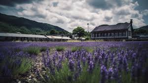일본의 라벤더 밭과 기차, ≪교토 미치노에키 아지무노사토에 피는 라벤더」≫ 6월 여름의 이미지, 고화질 사진 사진, 꽃 배경 일러스트  및 사진 무료 다운로드 - Pngtree
