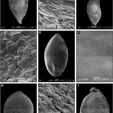 Image result for Lecanthus