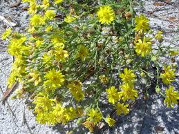 Image result for Heteropyxidaceae