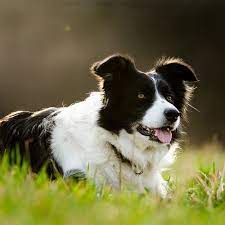Smooth collie puppies and older dogs for sale in the uk and europe. Border Collie Pdsa