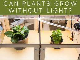 We did not find results for: Can Plants Grow Without Sunlight Greenhouse Today