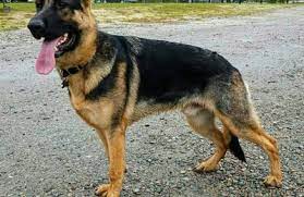 Check spelling or type a new query. Vomweiland German Shepherd Puppies North Carolina 330 Clark Rd Bath Nc 27808 Yp Com