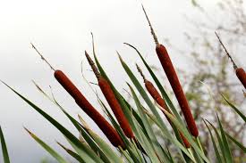Image result for Typha capensis