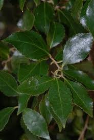 Image result for Scolopia mundii