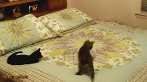 Kedilerin Su Yatagi Ile Imtihani Izlesene Com