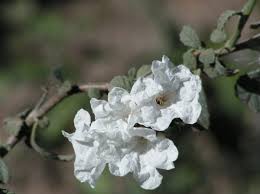 Image result for Cordia