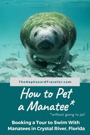 Swimming With Manatees In Florida In 2020 Swimming With Manatees Florida Travel North America Travel Destinations