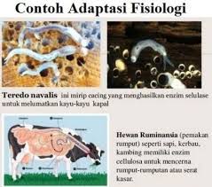 Soal dan pembahasan tentang evolusi makhluk hidup. Soal Penyesuaian Makhluk Hidup Isian Singkat Sebutkan Contoh Hewan Yang Melindungi Diri Dengan Cara Mimikri Sebutkan Itu Projekt Klamka