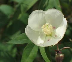 Image result for Gossypioides