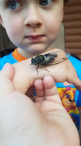 Cicada season in south central Washington