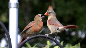 Baby Bird With No Feathers Hd Northern Cardinal Feeding Baby Bird Fyv 1080 Hd Birds Wallpaper Hd Bird Northern Cardinal