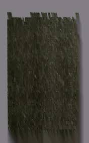 Image result for Vitex mossambicensis