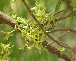 Image result for Monoon longifolium