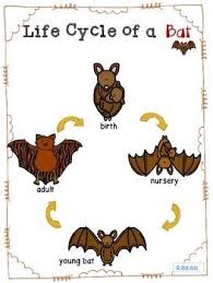 Bats Fun Facts And Life Cycle For Kindergarten And First Grade Life Cycles Kindergarten Kindergarten Life Cycles