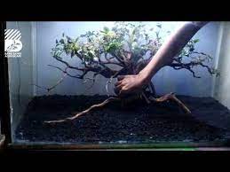 Project 09 Cara Membuat Bonsai Aquascape Rescape Tank 80cm Youtube Aquascaping Bonsai