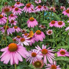 This is another of the big sky series produced by crossing e. Wild Purple Coneflower Echinacea Purpurea Seeds Select Seeds