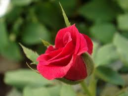 Kết quả hình ảnh cho hình ảnh hoa hồng