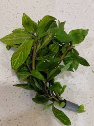 Image result for Hygrophila pilosa