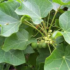 Image result for Jatropha scaposa