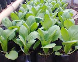 Perbedaannya hanya terletak pada harga dari kedua jenis sawi ini. Cara Menanam Sayur Sawi Belajar Agribisnis