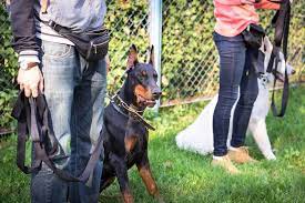 How To Train A Doberman The Complete Guide Doberman Planet
