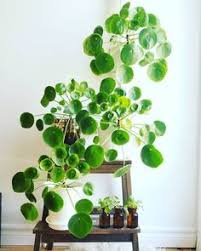 Weiter zu ebay jettingen deutschland €12.0 eur pilea peperomioides ufopflanze chinesischer geldbaum zimmerpflanze. 14 Ufopflanze Ideen Ufopflanze Zimmerpflanzen Zimmerpflanzen Ideen