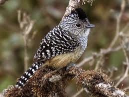 Image result for Ormocarpum zambesianum