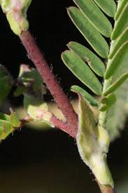 Image result for Aeschynomene indica