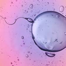 Óvulo humano escolhe espermatozoide no ato de concepção, diz estudo -  10062020 - UOL VivaBem
