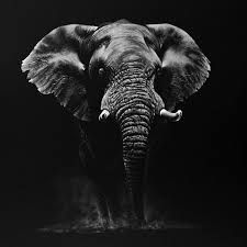 African Elephant Black And White Elephant Pictures 2 213 Likes 47 Comments Richard Symonds Artist Richardsymondsartist On Instagram A White On Black Pen Black Paper Drawing Wildlife Artists Wildlife Art