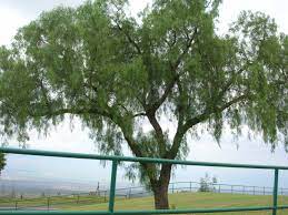 California Pepper Tree City Tree Dream Garden Pepper Tree