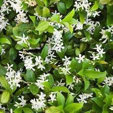 Image result for Jasminum schimperi