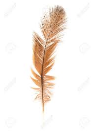 The metallic finishes will help you create a space full of light and impact, perfect for feature walls. Golden Feather On A White Background Stock Photo Picture And Royalty Free Image Image 13048443