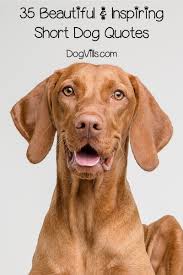 35 Inspiring And Beautiful Short Quotes About Dogs Http Www Dogvills Com Dog Quotes Dog Quotes Funny Really Cute Puppies