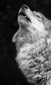 We provide you one of the best app with wolf wallpapers! Grey Wolf Wallpaper Grey Wolf Backgrounds New Wallpapers Desktop Background