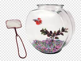 Welcome to our betta fish feeding guide. Glass Ceramic Siamese Fighting Fish Vase Tableware Betta Glass Child Png Pngegg