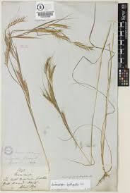 Image result for Andropogon fastigiatus