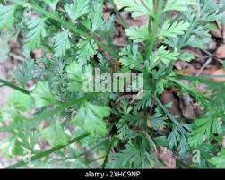 Image result for Asplenium rutifolium