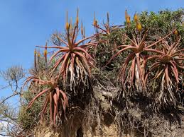 Image result for Aloe spicata