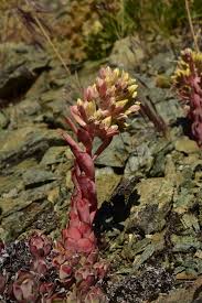 Image result for Sedum glomerifolium