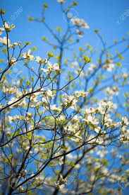 Southern maine to central florida, west to. White Flowering Dogwood Tree Cornus Florida In Bloom In Blue Stock Photo Picture And Royalty Free Image Image 26960794