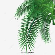 Hojas De Palma Hoja Coco Imagenes Predisenadas De La Palma Png Imagen Para Descarga Gratuita Pngtree In 2021 Palm Background Palm Leaves Leaf Clipart