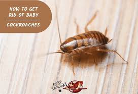 Transferred from home to car or from work to car from bags and other things. How To Get Rid Of Baby Cockroaches Information And Facts Pest Samurai