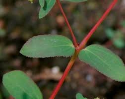 Image result for Euphorbia hyssopifolia