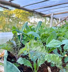 Kale (Brassica Oleracea) . Di kebun ada 3 jenis kale, kale curly hijau,  kale scarlet, dan kale nero. Semua jenis ini sama-sama memiliki nutrisi yg  melimpah terutama Vit K, Vit C, dan